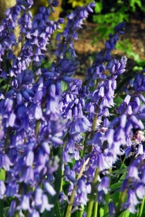 Scilla Hispanica Excelsior